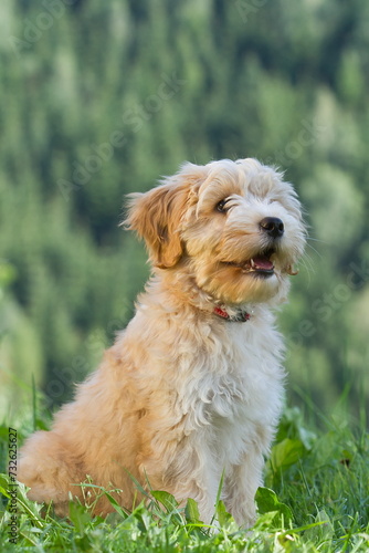 cute Tibetan Terrier puppy seated with green background