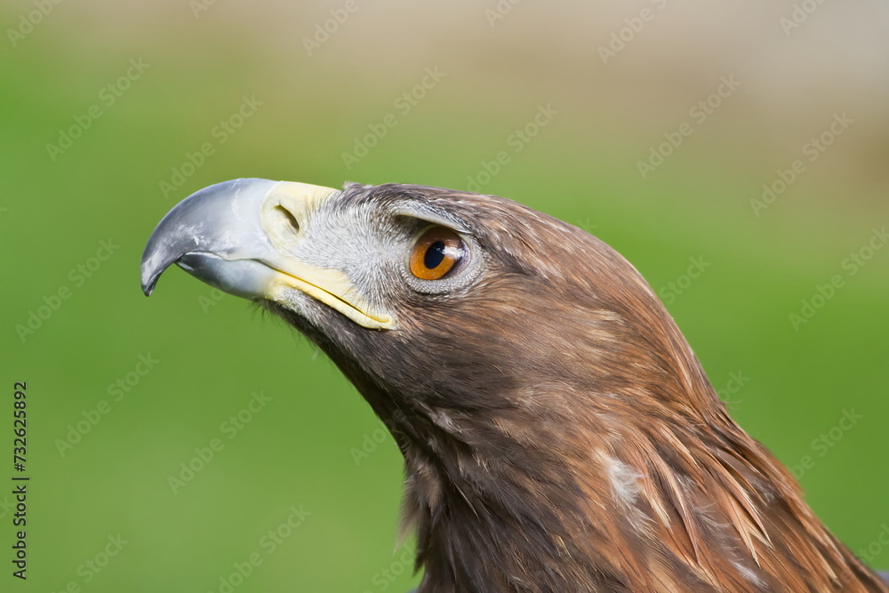 Fototapeta premium female golden eagle (Aquila chrysaetos) detail head portrait