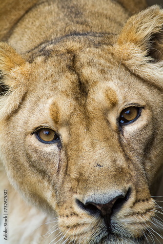 lion (Panthera leo) lioness a close look into the eyes