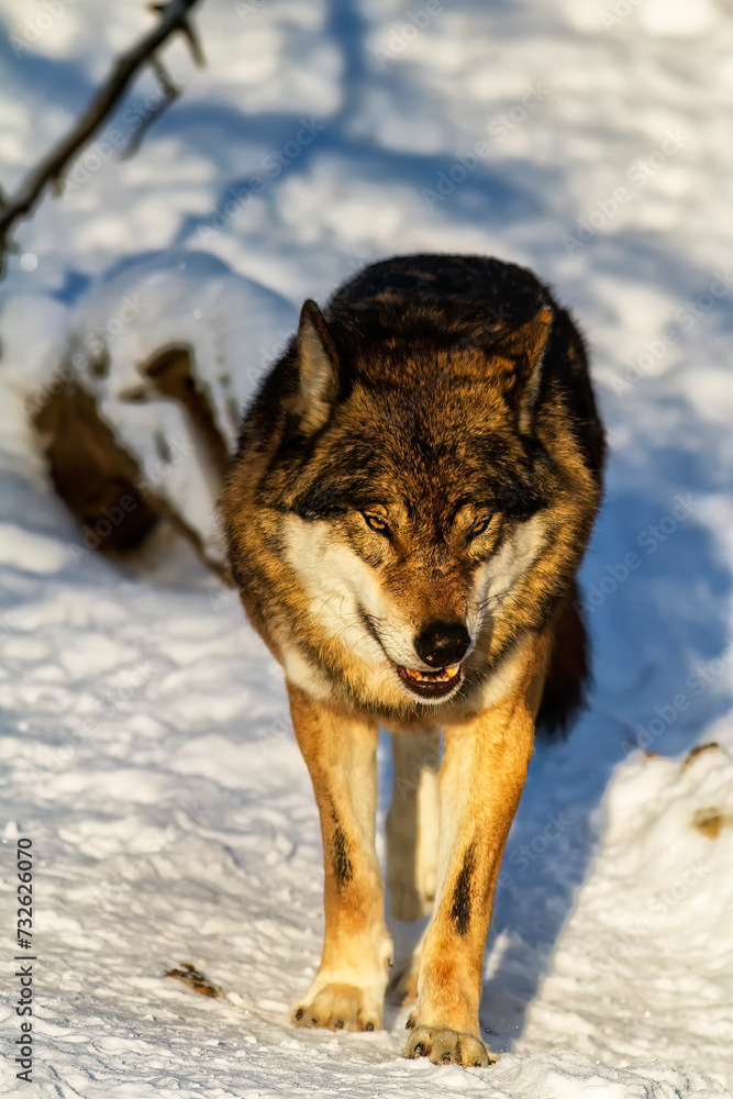 Fototapeta premium male Eurasian wolf (Canis lupus lupus) in the winter forest
