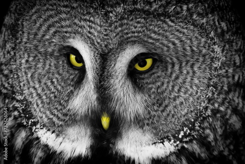 The great grey owl (Strix nebulosa) black and white