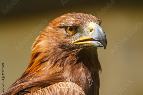 female golden eagle (Aquila chrysaetos) detail head portrait