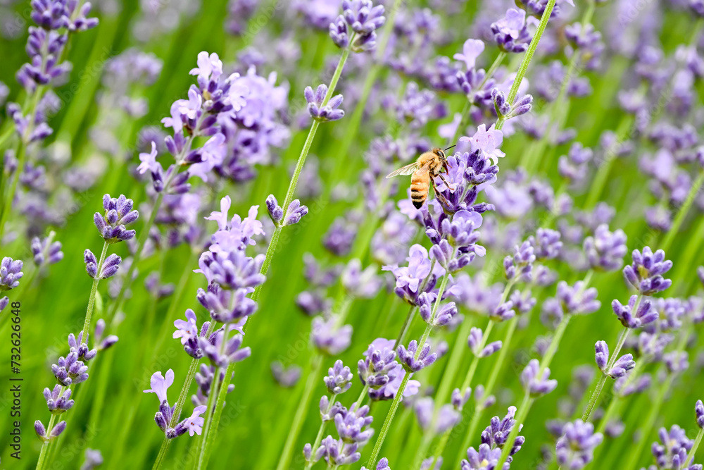 A bee on the Lavandula angustifolia flower. A bee on the Lavandula angustifolia flower.