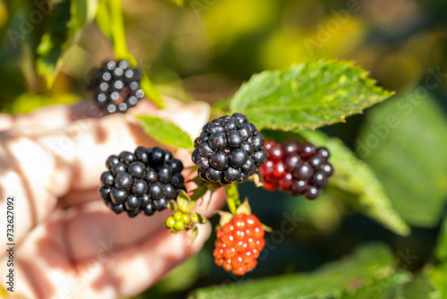 Wonderfully freshly ripening sweet blackberries from the plot, natural, unsprayed and healthy fruits