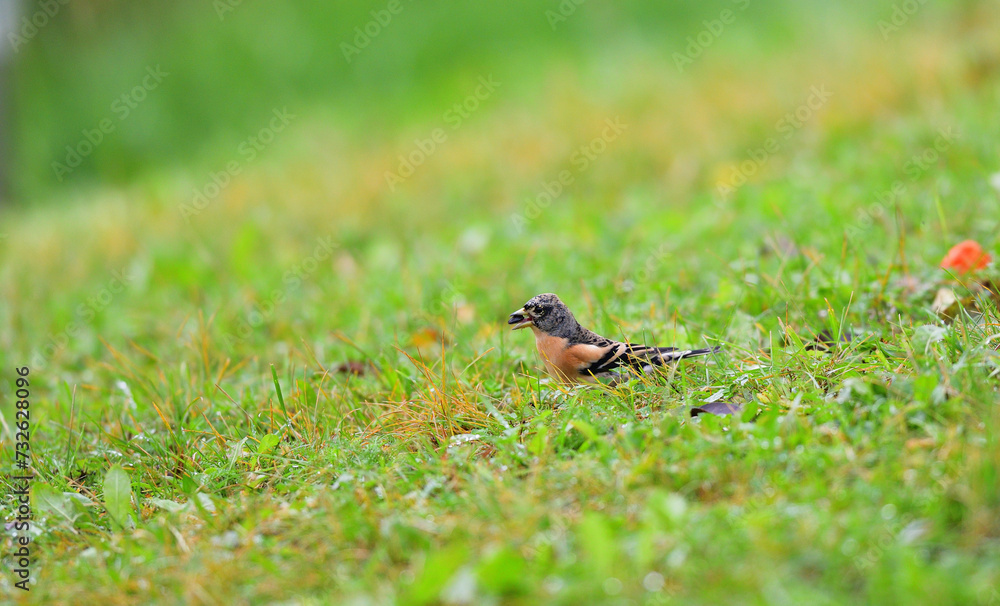 The brambling fringilla in the grass eating food and seeds