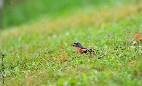 Obraz na płótnie The brambling fringilla in the grass eating food and seeds w salonie