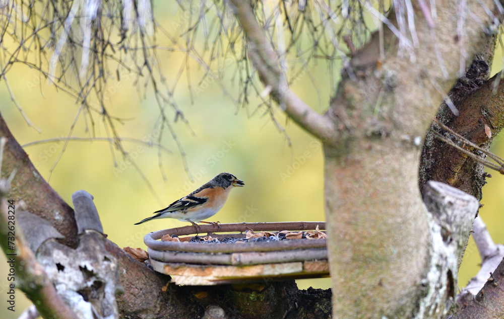 The brambling fringilla eating sunflowers seed in the feeder rack in the garden