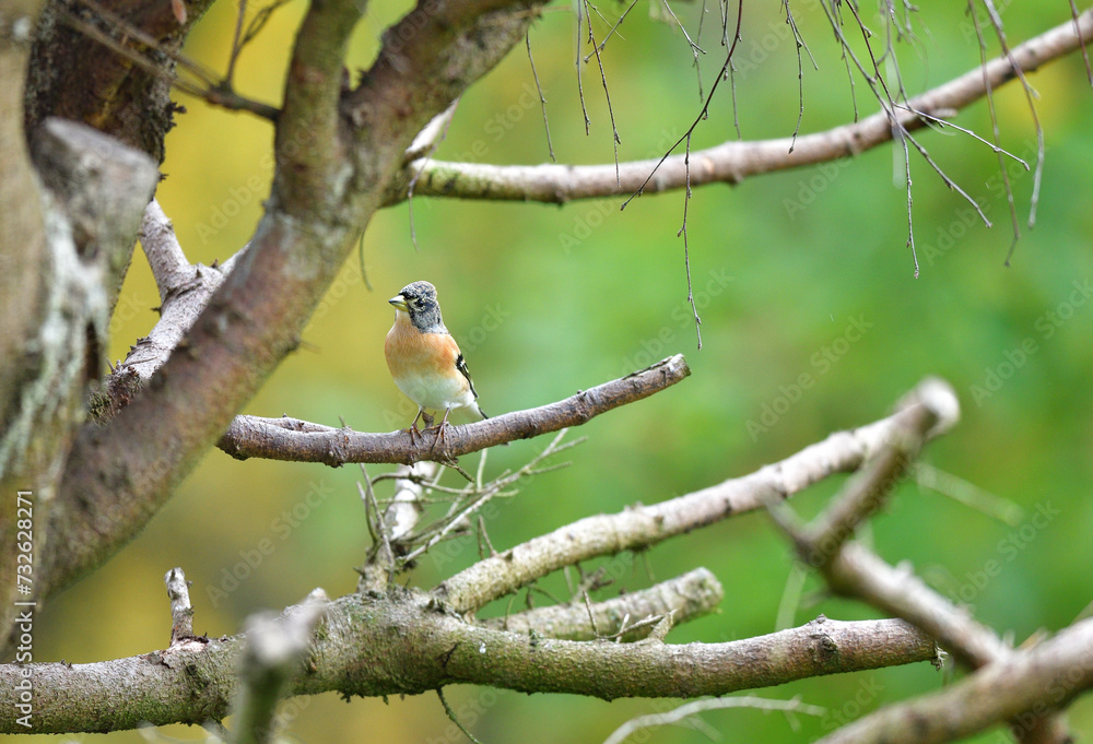 The brambling fringilla eating sunflowers seed in the feeder rack in the garden