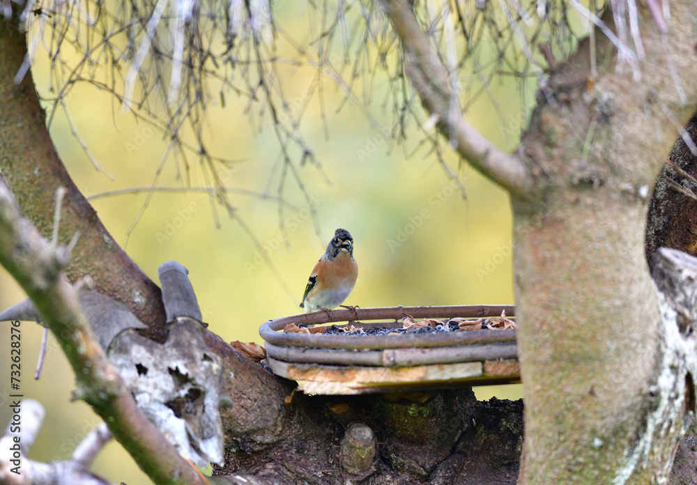The brambling fringilla eating sunflowers seed in the feeder rack in the garden