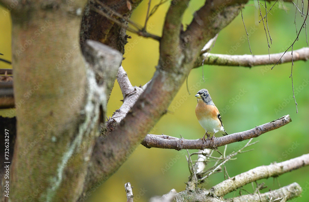 The brambling fringilla eating sunflowers seed in the feeder rack in the garden