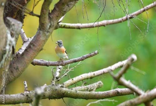 Obraz na płótnie The brambling fringilla eating sunflowers seed in the feeder rack in the garden w salonie