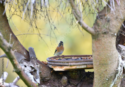 Obraz na płótnie The brambling fringilla eating sunflowers seed in the feeder rack in the garden w salonie