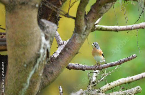 Obraz na płótnie The brambling fringilla eating sunflowers seed in the feeder rack in the garden w salonie
