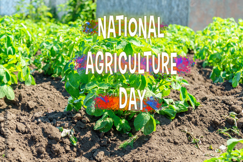 Celebrating National Agriculture Day Amidst Flourishing Green Crop Rows in Sunlit Fields