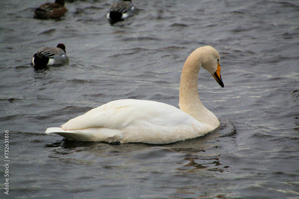 A close up of a Whooper Swan A close up of a Whooper Swan