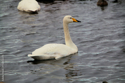 A close up of a Whooper Swan