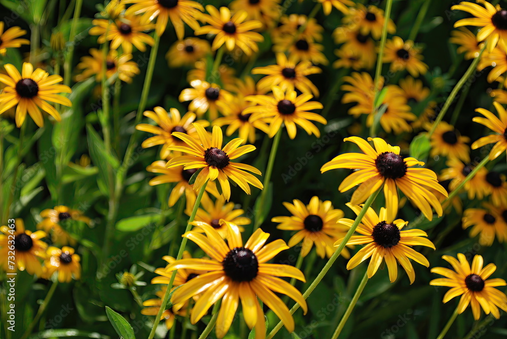 eld of black-eyed Susan flowers with yellow petals eld of black-eyed Susan flowers with yellow petals