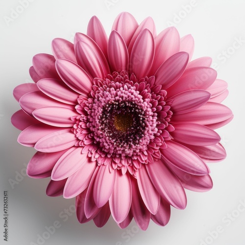 Pink Flower With Brown Center on White Background