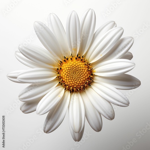 Large White Flower With Yellow Center © fysaladobe