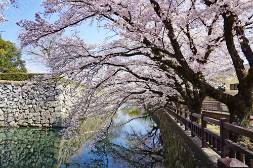 World Heritage Himeji Castle moat and beautiful cherry blossoms, Himeji, Hyogo Prefecture, Japan