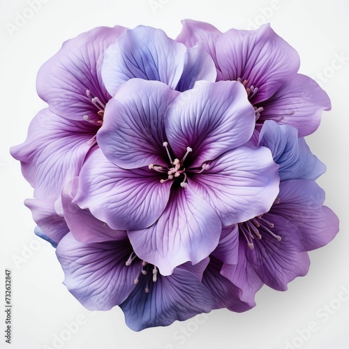 Close Up of Purple Flower on White Background © fysaladobe