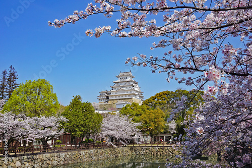 Himeji Castle with beautiful cherry blossoms in full bloom, Himeji City, Hyogo Prefecture, Japan