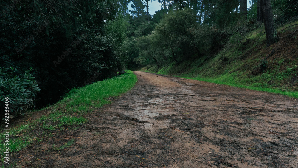 Fototapeta premium road in the woods