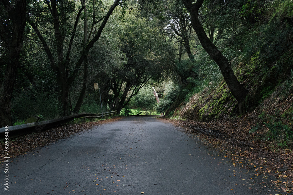 Obraz premium road in the woods