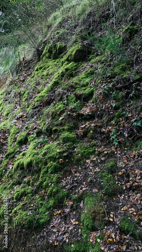 moss on the stone