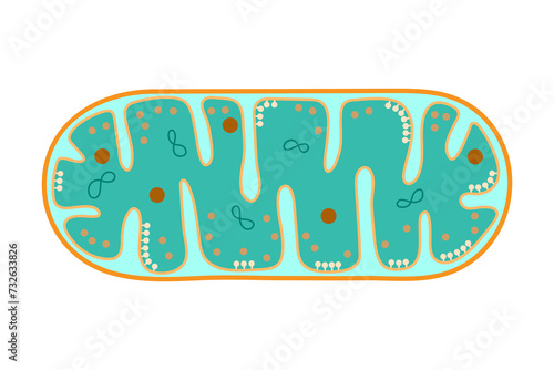 The structure of mitochondrion. 