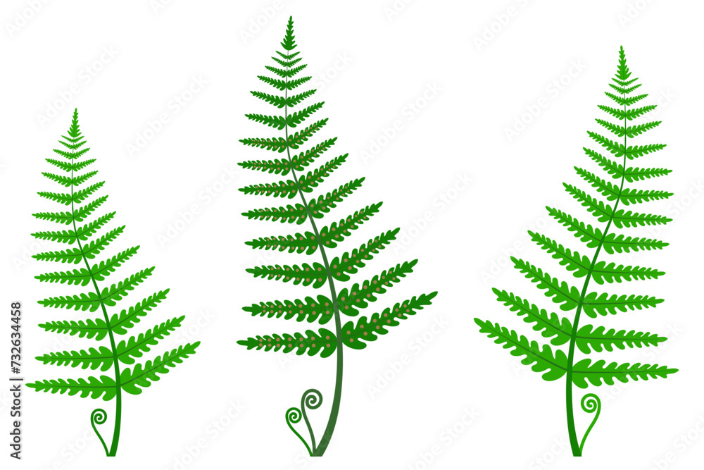 Fern leaves on a white background. Fern leaves on a white background.
