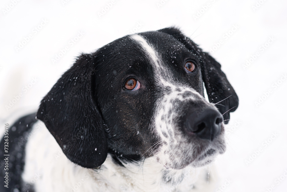Contemplative Dog in Snow
