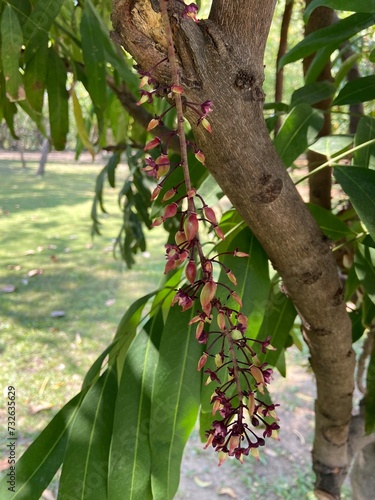 Luna nut or Chammaliang, scientific name Lepisanthes fruticosa (Roxb.) Leenh photo