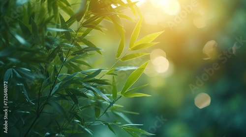 Green bamboo with leaves forest background with blurred background