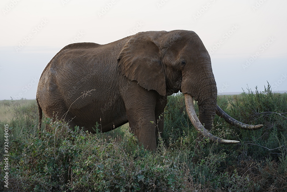 Obraz premium African bush elephant on savanna in Amboseli National Park in Kenya