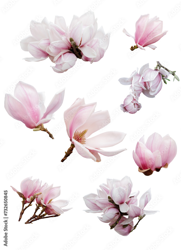 Obraz premium Set with beautiful magnolia flowers on white background.