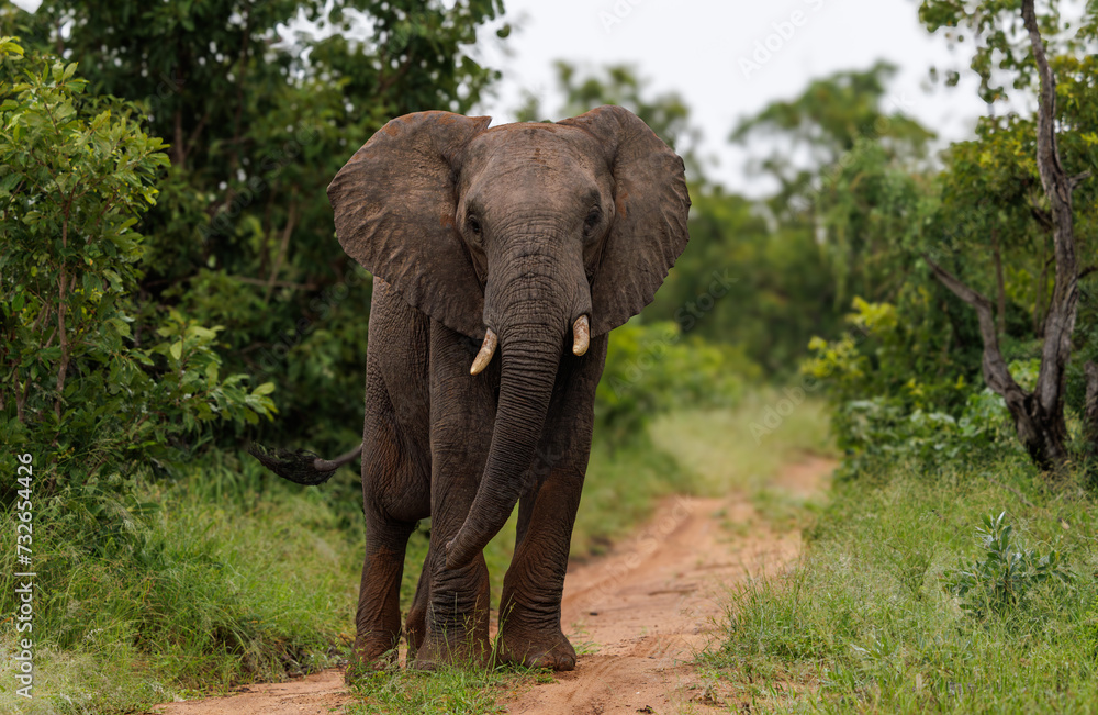 Elephant blocking the road.