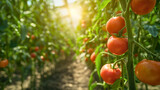 Closeup row of a bunch of healthy, organic and raw red ripe cherry tomato fruit or vegetable plants with leaves and branches growing inside the greenhouse. Agriculture farming in the summer