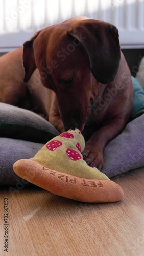 Dachshund dog playing with a pizza-shaped stuffed toy