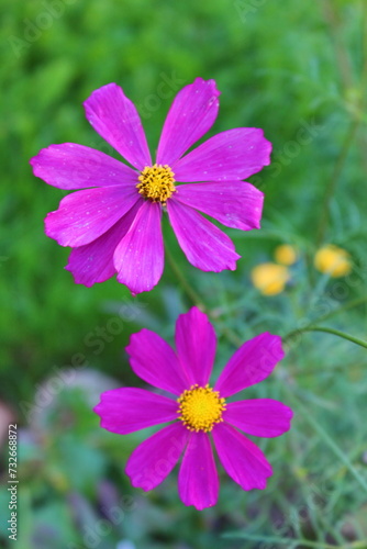 Purple wildflowers of cosmea growing in the garden. Beautiful plants