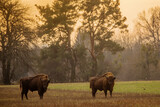 The European bison (Bison bonasus) or the European wood bison herd by the forest během západu slunce