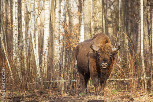The European bison (Bison bonasus) or the European wood bison herd by the forest male © michal
