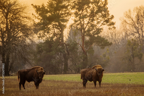 The European bison (Bison bonasus) or the European wood bison herd by the forest během západu slunce photo