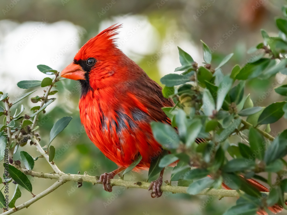 red cardinal perched on a branch in a green bush red cardinal perched on a branch in a green bush