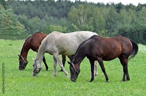 Pasące się konie. © Edward