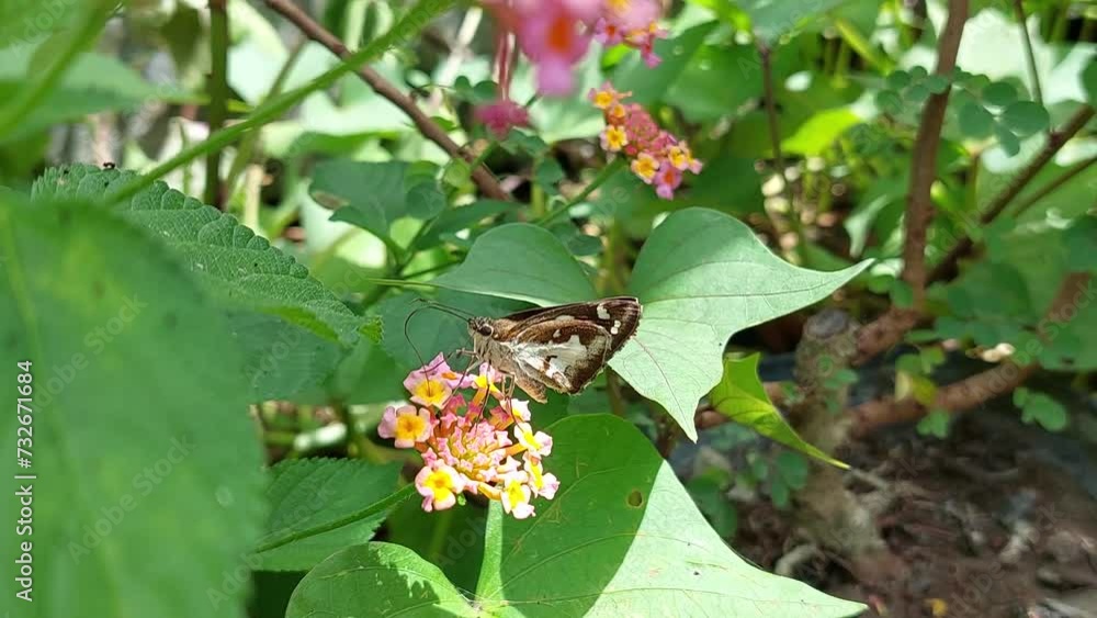 a butterfly sucking nectar from a flower a butterfly sucking nectar from a flower