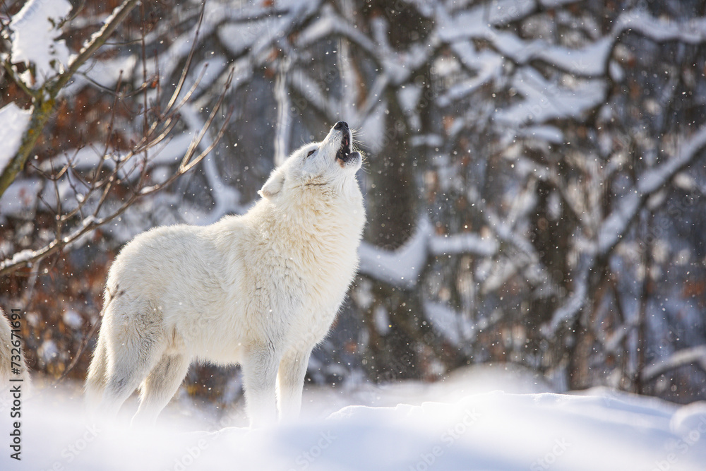 male Arctic wolf (Canis lupus arctos) howls during snowfall with the rays of the sun male Arctic wolf (Canis lupus arctos) howls during snowfall with the rays of the sun