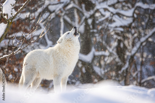 male Arctic wolf  Canis lupus arctos  howls during snowfall with the rays of the sun