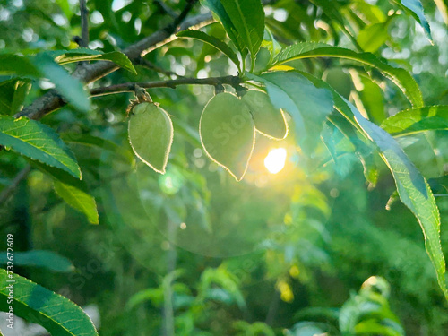 Three, green, small, unripe peaches growing on a peach tree with the sun in the background at an orchard