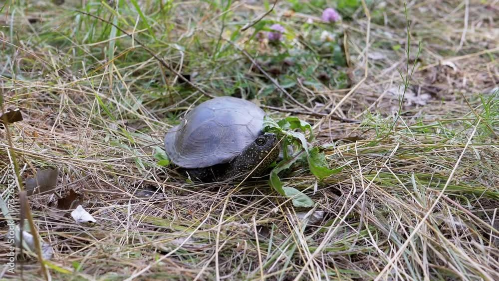 Turtle Sitting in Thick Dry Grass with Fallen Leaves and Basking in Sun. Front view. Portrait. European pond turtle rotates its head, looks around. Reptile is resting in nature on a sunny summer day. Turtle Sitting in Thick Dry Grass with Fallen Leaves and Basking in Sun. Front view. Portrait. European pond turtle rotates its head, looks around. Reptile is resting in nature on a sunny summer day.